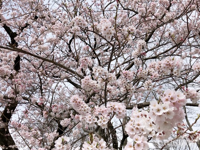 138タワー 桜 2019