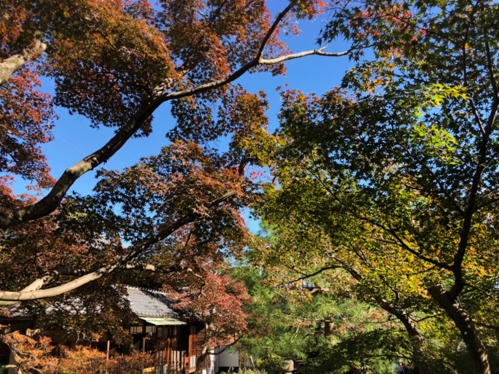 旧林家住宅　紅葉のおもてなし　2024